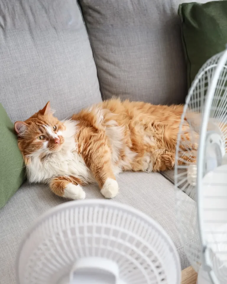 Hot cat laying with fans blowing on them during heatwave